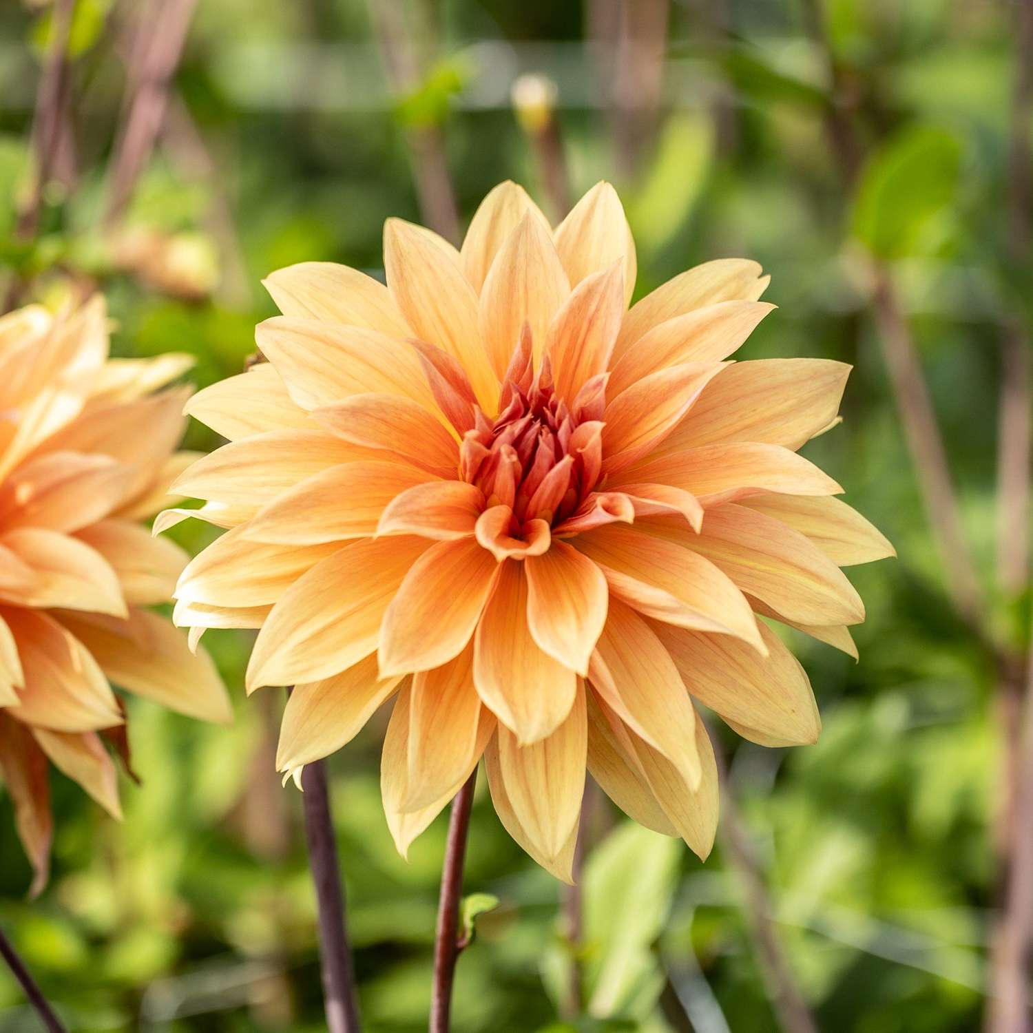 Dahlie 'Babylon Bronze' - Dahlia